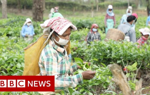 Coronavirus: The fears of India's tea workers in lockdown – BBC News