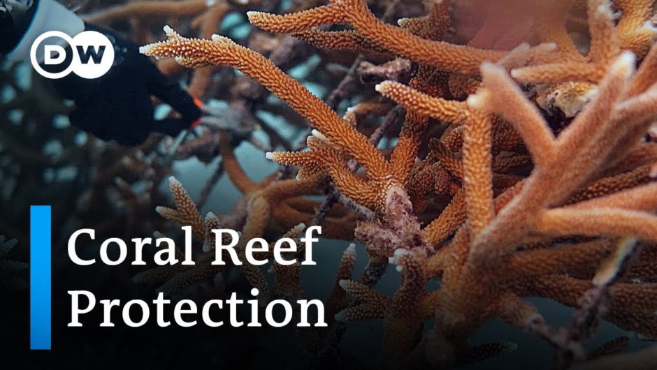 Dominican Republic: Tourism killing coral reefs | Global Ideas