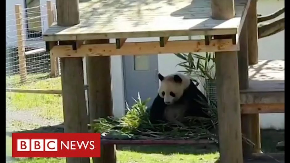 Coronavirus: it's social distancing for the pandas and chimps at Edinburgh Zoo – BBC News