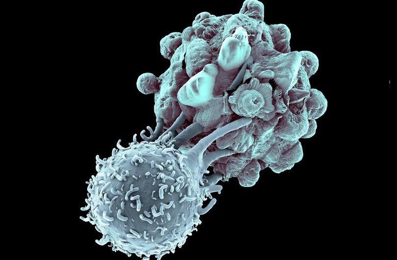 T-cells – Unappreciated Coronavirus warriors.