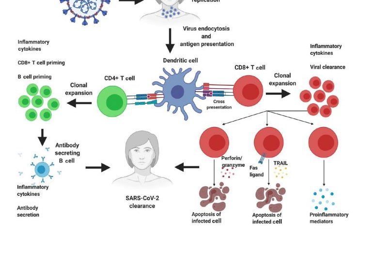 Immunity, T-cells, Antibodies and the numbers game.