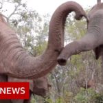 Elephants flee to survive coronavirus starvation – BBC News