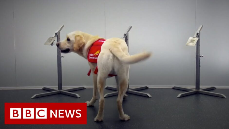 Sniffer dogs could bolster coronavirus screening at airports – BBC News