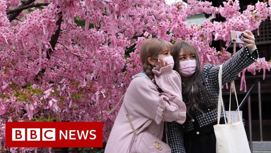 Japanese cherry blossom festival hit by Covid restrictions – BBC News
